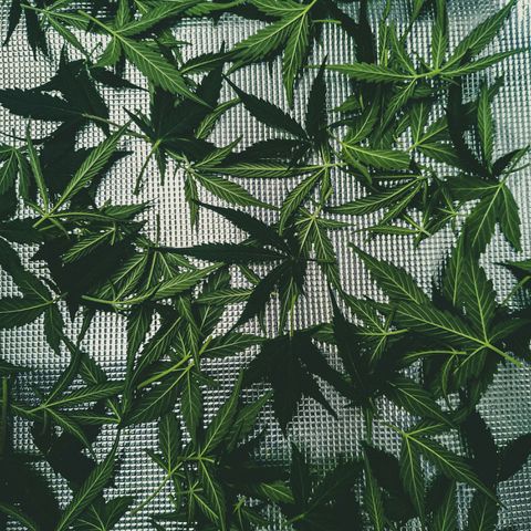 Ak 47 growlog photo: Швази