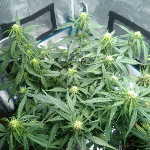Ak 47 growlog photo: Швази
