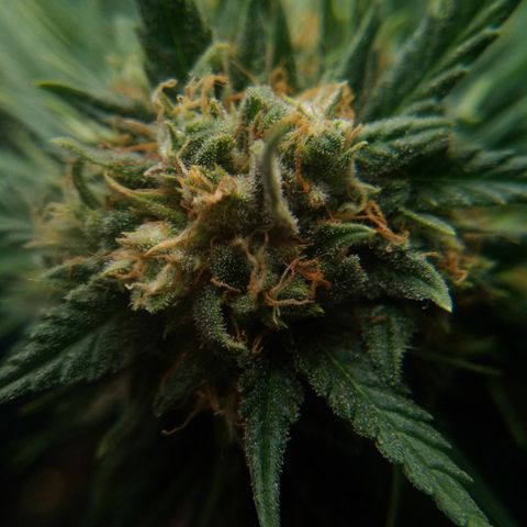 Auto Orange Bud growlog timeline photo