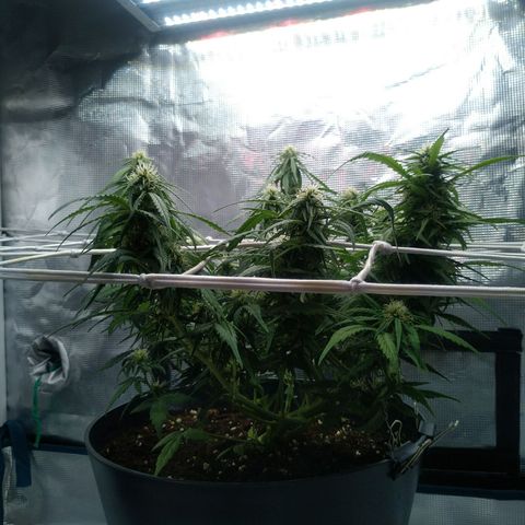 Ak 47 growlog timeline photo