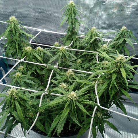 Ak 47 growlog timeline photo
