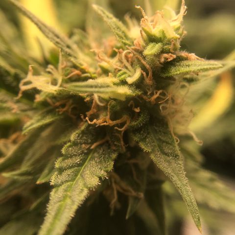 Ak 47 growlog photo: Одни колы уже как готовы, некоторые еще, шо в предцвете