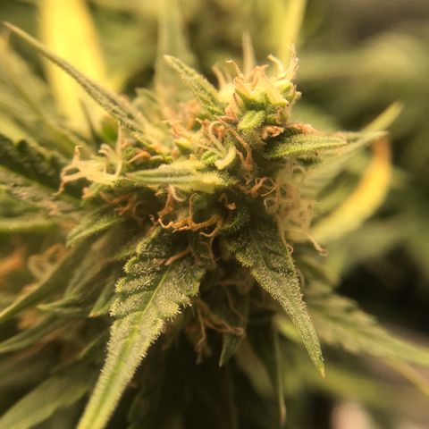 Ak 47 growlog photo: Одни колы уже как готовы, некоторые еще, шо в предцвете
