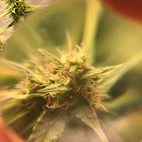 Ak 47 growlog photo: Одни колы уже как готовы, некоторые еще, шо в предцвете