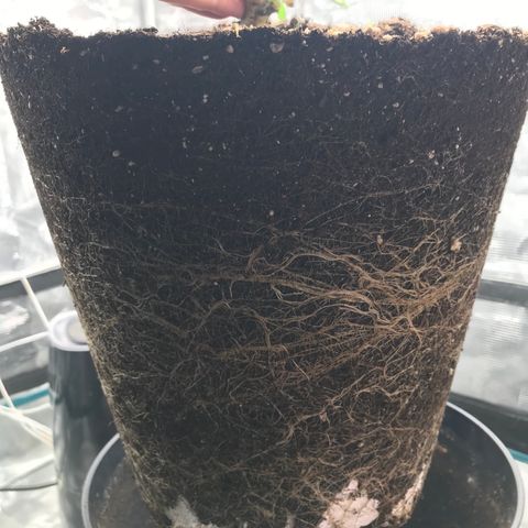 Ak 47 growlog timeline photo