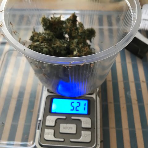 Ak 47 growlog timeline photo