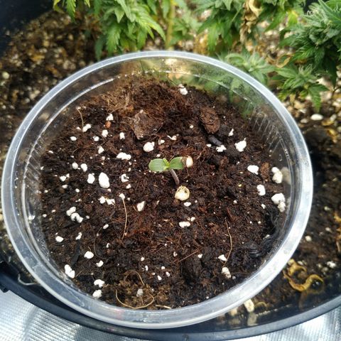 Ak 47 growlog timeline photo
