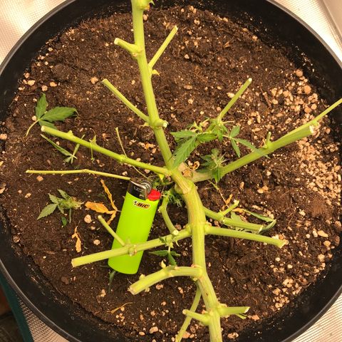 Ak 47 growlog timeline photo