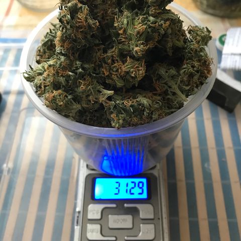 Ak 47 growlog timeline photo