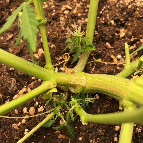 Ak 47 growlog timeline photo