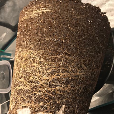 Ak 47 growlog timeline photo