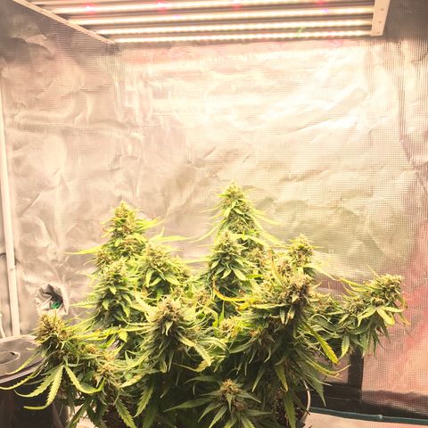 Ak 47 growlog timeline photo