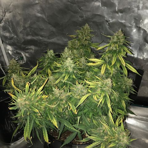 Ak 47 growlog timeline photo