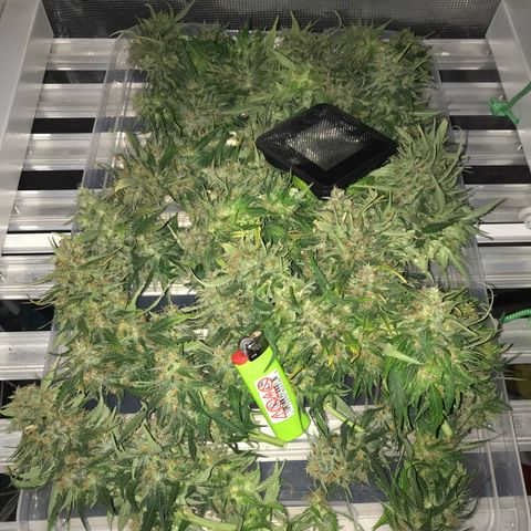 Ak 47 growlog timeline photo
