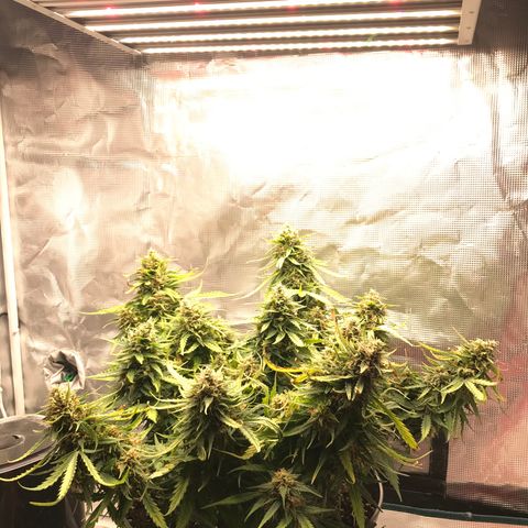 Ak 47 growlog timeline photo