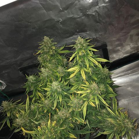 Ak 47 growlog timeline photo