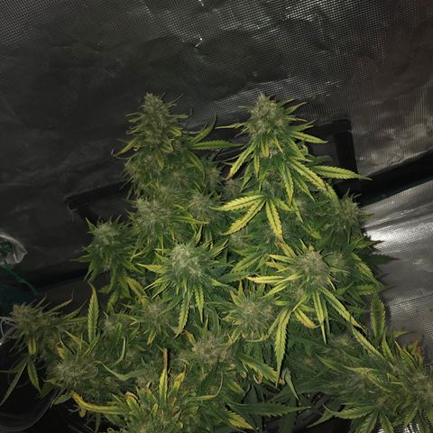 Ak 47 growlog timeline photo