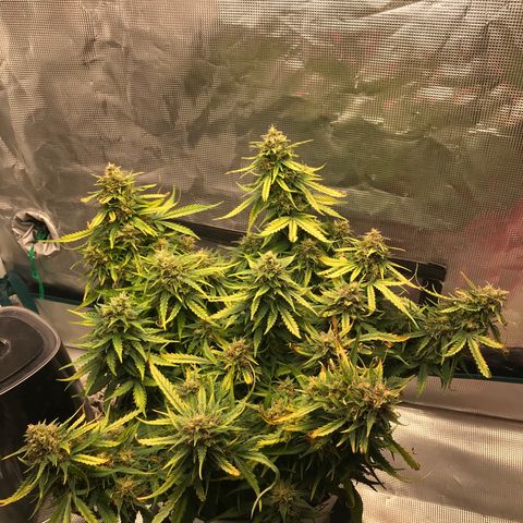 Ak 47 growlog timeline photo