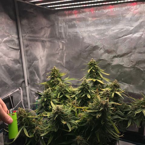 Ak 47 growlog timeline photo