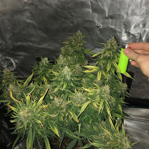 Ak 47 growlog timeline photo