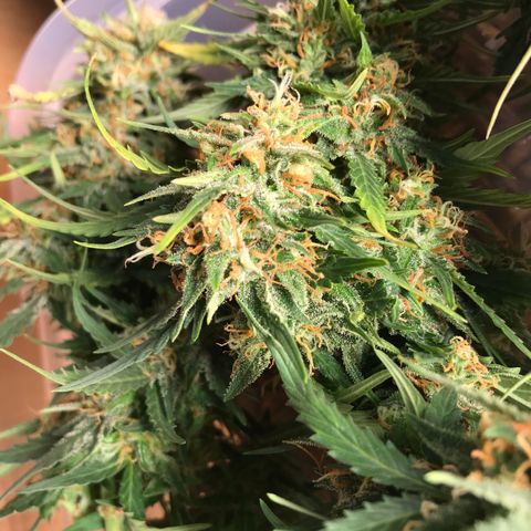 Ak 47 growlog timeline photo