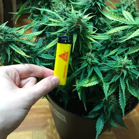 Ak 47 growlog timeline photo