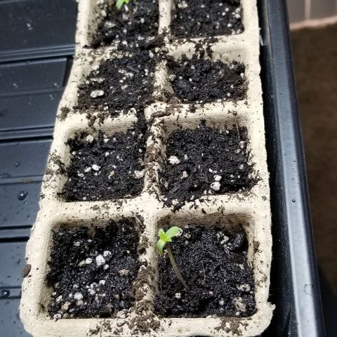 Unknown strain growlog timeline photo