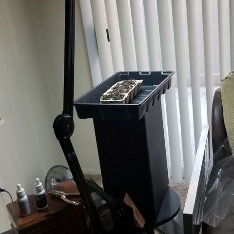 Unknown strain growlog timeline photo
