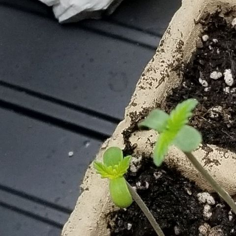 Unknown strain growlog photo: These fine Lasses are reaching for the stars.