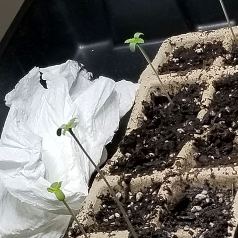 Unknown strain growlog photo: These fine Lasses are reaching for the stars.