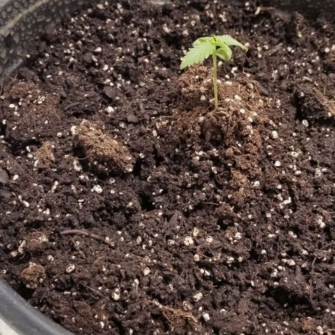 Unknown strain growlog photo: Two of the four are growing.
The two thriving ones are in smaller containers. 
The other two that withered were in 5 gal. Buckets. Not a good choice to start.