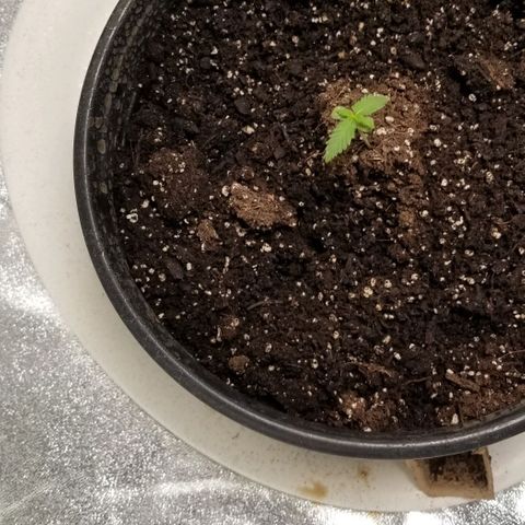 Unknown strain growlog photo: Two of the four are growing.
The two thriving ones are in smaller containers. 
The other two that withered were in 5 gal. Buckets. Not a good choice to start.