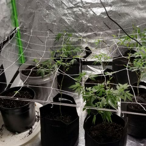 Unknown strain growlog photo: 6 Gorilla Glue 
2 Super Skunk 