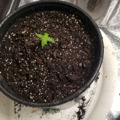 Unknown strain growlog photo: 6 Gorilla Glue 
2 Super Skunk 
