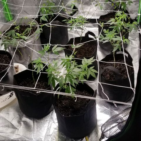 Unknown strain growlog photo: 6 Gorilla Glue 
2 Super Skunk 