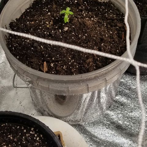 Unknown strain growlog photo: 6 Gorilla Glue 
2 Super Skunk 