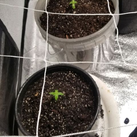 Unknown strain growlog photo: Netting to train the branches.
