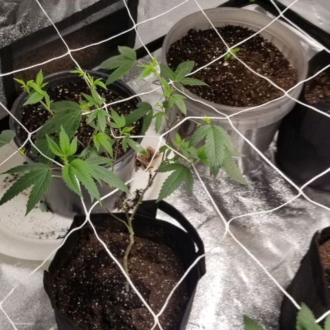 Unknown strain growlog photo: Netting to train the branches.