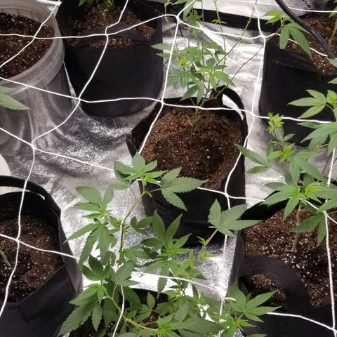 Unknown strain growlog photo: Netting to train the branches.