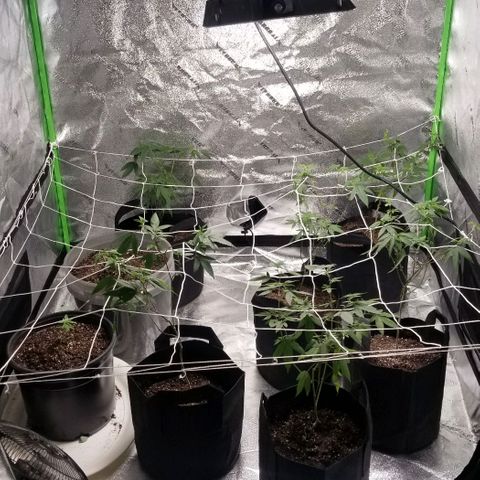 Unknown strain growlog photo: My little twins are growing. 