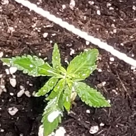 Unknown strain growlog photo: Two Super Skunk Sisters 
Six Gorilla Glue Sisters 