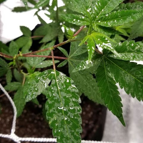 Unknown strain growlog photo: Two Super Skunk Sisters 
Six Gorilla Glue Sisters 