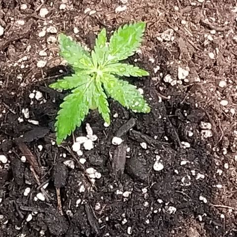 Unknown strain growlog photo: Two Super Skunk Sisters 
Six Gorilla Glue Sisters 