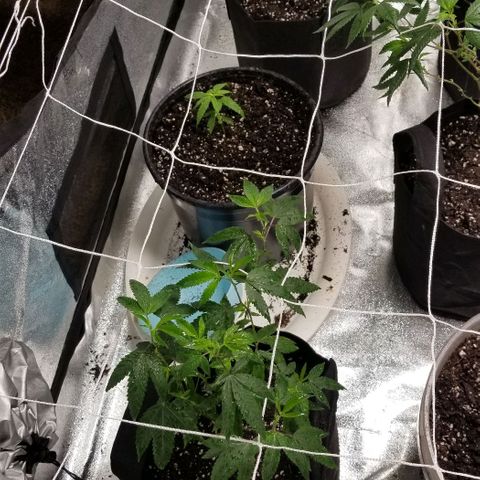 Unknown strain growlog photo: All 8 girls.
2 Super Skunk 
6 Gorilla Glue. 