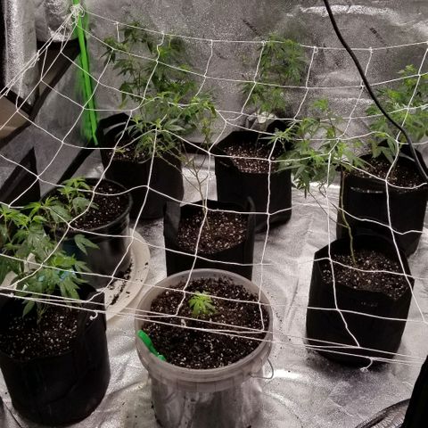 Unknown strain growlog photo: All 8 girls.
2 Super Skunk 
6 Gorilla Glue. 