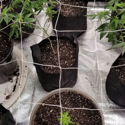 Unknown strain growlog photo: All 8 girls.
2 Super Skunk 
6 Gorilla Glue. 