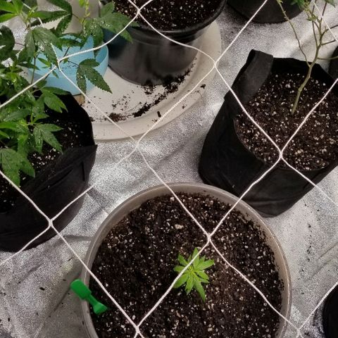 Unknown strain growlog photo: All 8 girls.
2 Super Skunk 
6 Gorilla Glue. 