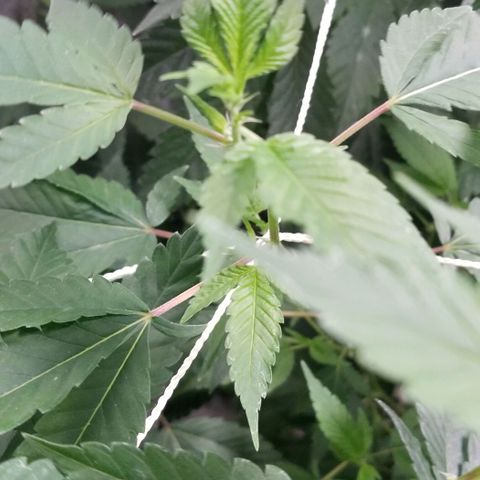 Unknown strain growlog photo: Flower stacker introduced