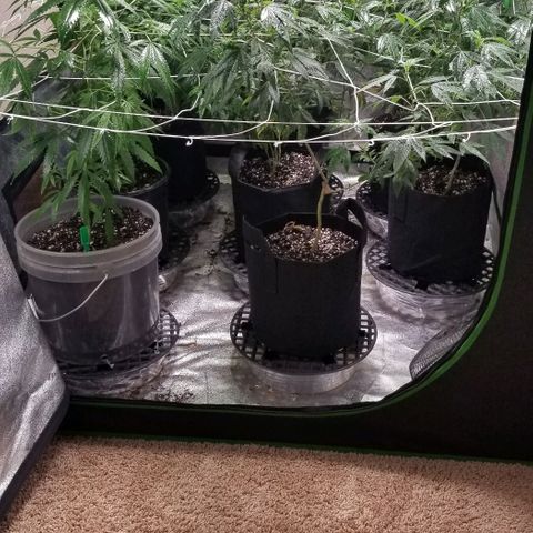 Unknown strain growlog photo: Flower stacker introduced