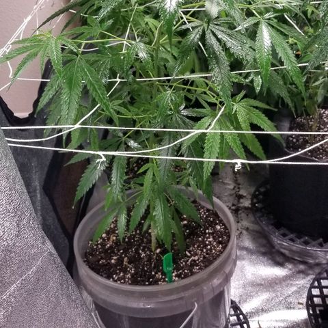 Unknown strain growlog photo: Flower stacker introduced